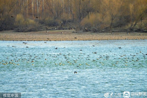 正中优配 春回大地气温升高 万鸟翔集黄河湿地
