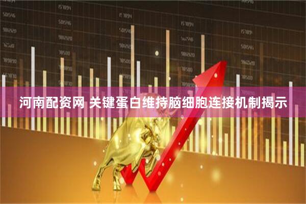河南配资网 关键蛋白维持脑细胞连接机制揭示